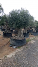 olea europea- olivenbaum alt gross_6